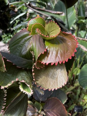 Foellinger-Freimann Botanical Conservatory by null