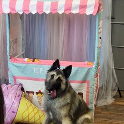 Le Gray Haus Dog Boutique