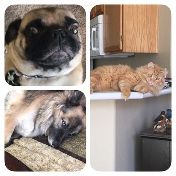 PetSmart - Pet Stores Near Me - North Las Vegas, Nevada