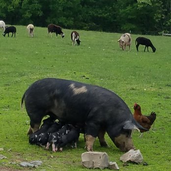 Quicken Farm - Pasture sow and babies co-grazing with sheep and chickens - Meat Shops Near Me - Augusta, West Virginia