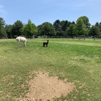 Eastland Alpacas - Ranches Near Me - Mount Joy, Pennsylvania Eastland Alpacas - Ranches Near Me - Mount Joy, Pennsylvania