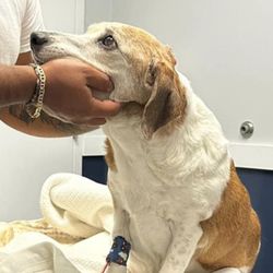 Kingdom Animal Hospital - You can see the pain in his eyes. You all are responsible for not doing you damn job.