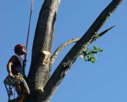 Arbor Master - tree service in Simpsonville, SC