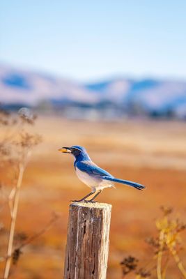 Coyote Hills Regional Park by null