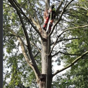 Running Wood Tree Service - Tree Services Near Me Running Wood Tree Service - Tree Services Near Me