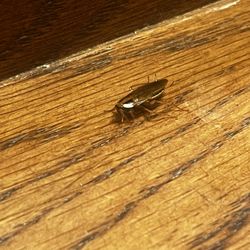 The Hitchin' Post RV Park and Cabins - Cockroach on the bathroom sink