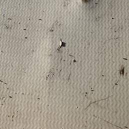 Close up of one of the many tears in the brand new roof. Close up of one of the many tears in the brand new roof.