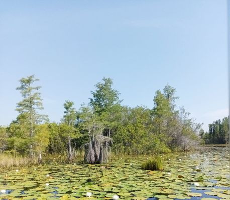 Okefenokee National Wildlife Refuge by null
