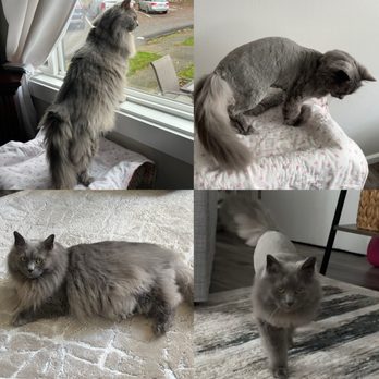 Best Friends Bellevue - Scarlet before and after - Pet Groomers Near Me - Bellevue, Washington Best Friends Bellevue - Scarlet before and after - Pet Groomers Near Me - Bellevue, Washington