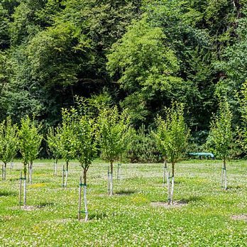 Higher Ground Tree Service - Tree Services Near Me - Kokomo, Indiana Higher Ground Tree Service - Tree Services Near Me - Kokomo, Indiana