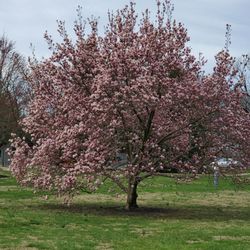 Rose Hill Park - Happy Spring!