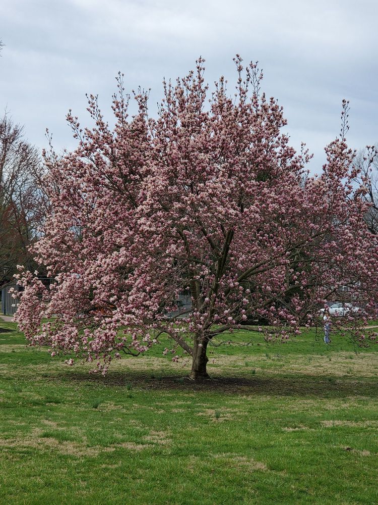 ROSE HILL PARK 44 W Main St, Berryville, Virginia Parks Yelp