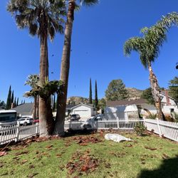 Daniel’s Landscaping and Tree Services - Skinning California palm