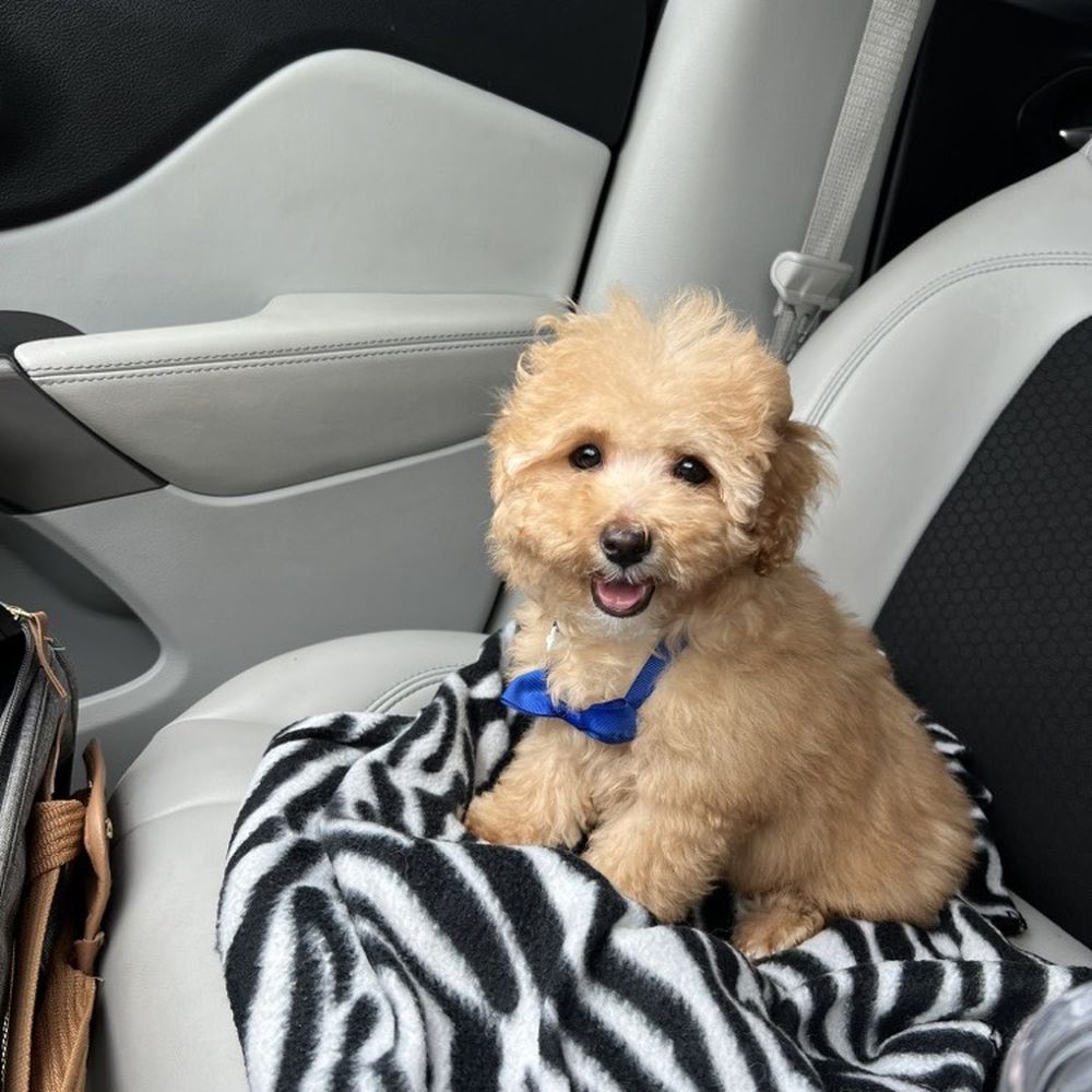 Happy Dogs Grooming - Pet Groomers Near Me - Bellaire, Texas Happy Dogs Grooming - Pet Groomers Near Me - Bellaire, Texas
