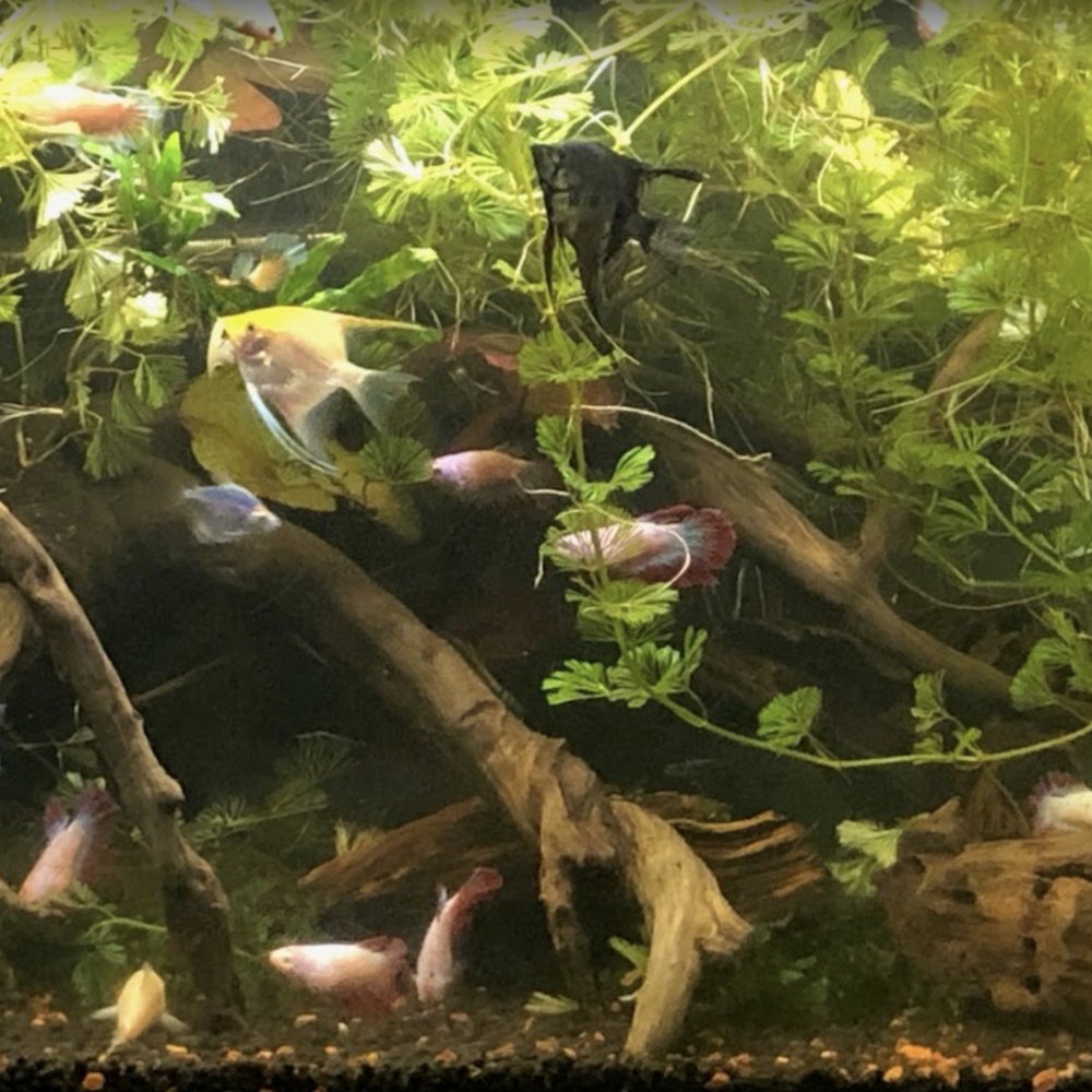 Tiny Aquatics - wood plant and Betta fish from tiny aquatics in 125 gallon tank - Local Fish Stores Near Me - Round Rock, Texas Tiny Aquatics - wood plant and Betta fish from tiny aquatics in 125 gallon tank - Local Fish Stores Near Me - Round Rock, Texas