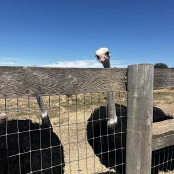 Ostrichland USA - Attraction Farms Near Me - Solvang, California Ostrichland USA - Attraction Farms Near Me - Solvang, California
