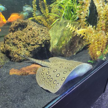 Aquarium Adventure Columbus - Stingray - Local Fish Stores Near Me - Hilliard, Ohio