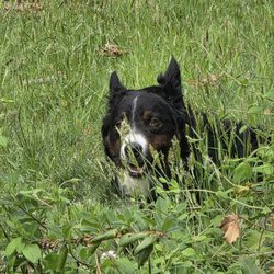 Old Dominion Humane Society