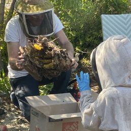 Bee removal/relocation from inside a tree trunk. They were so gentle with the bees!