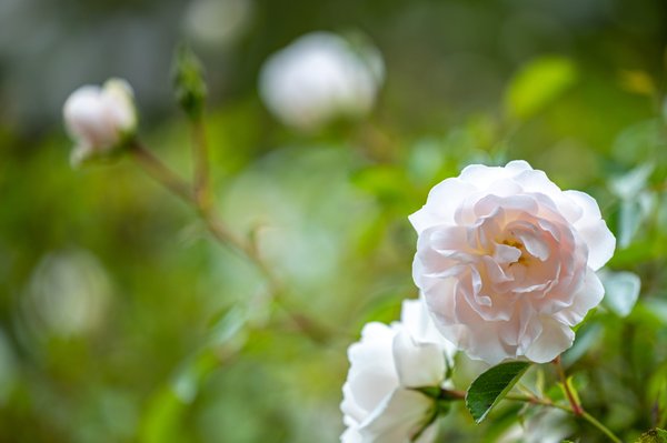 Berkeley Rose Garden by null