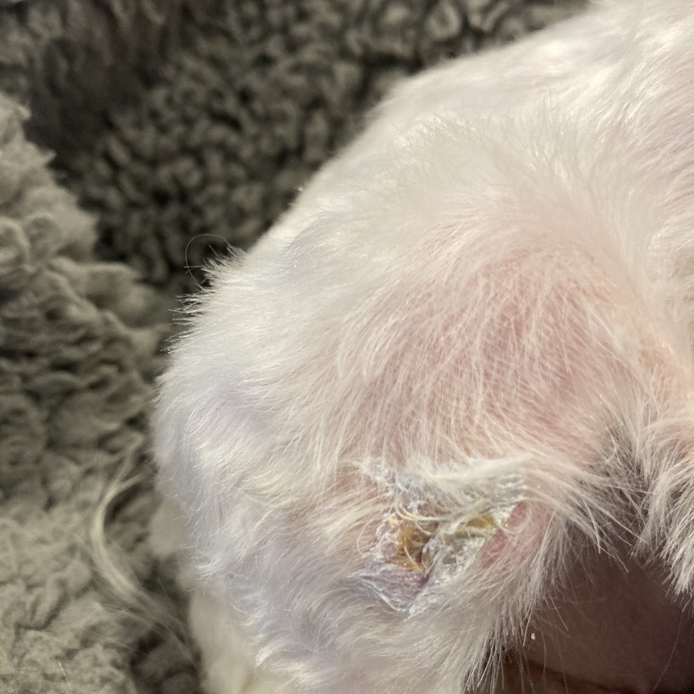 The Groomers tried to cover up the cut on my dogs leg with adhesive glue.