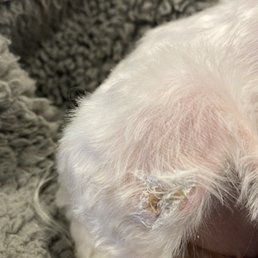 The Groomers tried to cover up the cut on my dogs leg with adhesive glue.