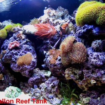 Lau's H2O Habitats - Aquariums Near Me - San Francisco, California Lau's H2O Habitats - Aquariums Near Me - San Francisco, California