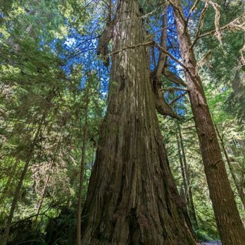 Jedediah Smith Redwoods State Park - Parks Near Me