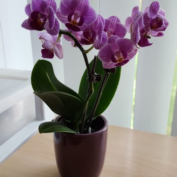 Flowerama - For myself again - Florists Near Me - Saint Paul, Minnesota
