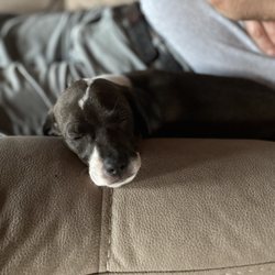 Pawsafe Animal Rescue
