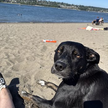 Broughton Beach - Puppy beach days - Beaches Near Me - Portland, Oregon Broughton Beach - Puppy beach days - Beaches Near Me - Portland, Oregon