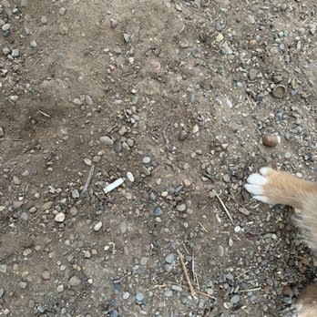 Monjas Landscaping - Cigarette butts left behind, knowing I have dogs/pups - Landscaping Near Me - Reno, Nevada