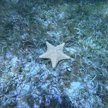 Sea Ventures - Scuba Diving Near Me - Fajardo, Puerto Rico Sea Ventures - Scuba Diving Near Me - Fajardo, Puerto Rico