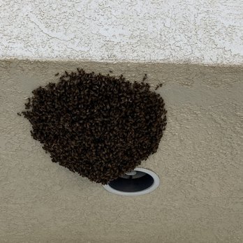 Mr. Beez Termite & Pest Control - Pest Control Near Me - Palm Desert, California