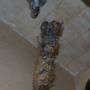 Dude Drainage LLC