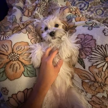 Harmony View Puppies - Pet Breeders Near Me - Kearney, Nebraska