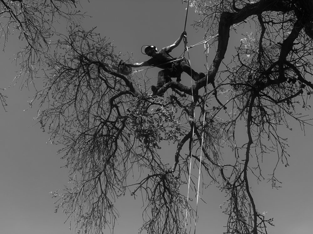 Eco Tree Solutions - veterans service organization in Oakland, CA