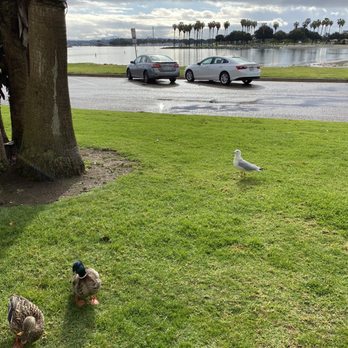 Bahia Resort Hotel - Right outside on our private porch. With ducks lol - San Diego, CA