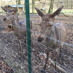 Wildgehege / Hirschpark