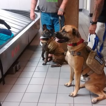 Michelle's Dog Training - Service Dog Training for Veterans: Airport Training - Pet Training Near Me Michelle's Dog Training - Service Dog Training for Veterans: Airport Training - Pet Training Near Me