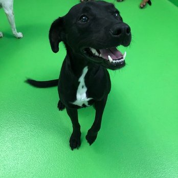 Muddy Paws Rescue - Koda, adopted from Muddy Paws! - Animal Shelters Near Me Muddy Paws Rescue - Koda, adopted from Muddy Paws! - Animal Shelters Near Me
