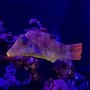 Hydro Habitats
