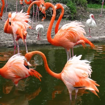Zoo Miami - Zoos Near Me - Miami, Florida Zoo Miami - Zoos Near Me - Miami, Florida