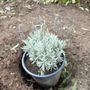 Photo of Toro Canyon Nursery, Inc.
