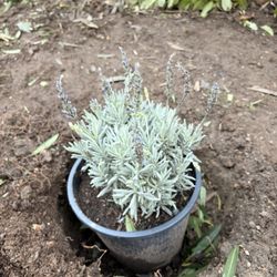 Toro Canyon Nursery, Inc.