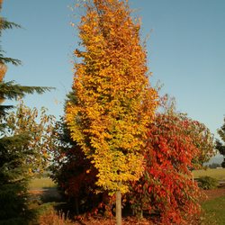 Dannaher Landscaping & Nursery - 'Golden Belle Tower' Parrotia