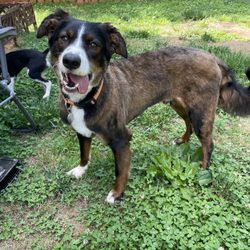 Stunning Dog Nail Trimming Near Me image