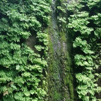 Prairie Creek Redwoods State Park - Parks Near Me - Orick, California Prairie Creek Redwoods State Park - Parks Near Me - Orick, California