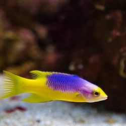 Wet Pets by Steve - Spanish Hogfish