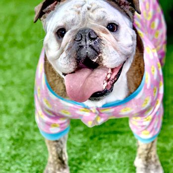 FIDO - Pet Training Near Me - Lancaster, Ohio FIDO - Pet Training Near Me - Lancaster, Ohio